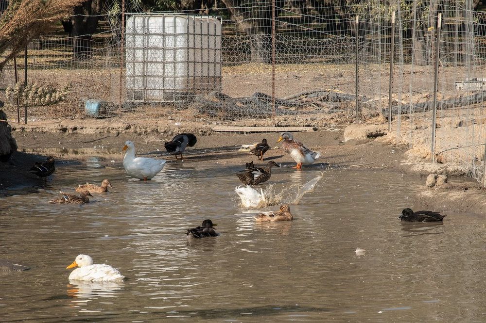 A tracked excavator loads contaminated soil from an excavation into a covered dump truck. The truck has 'KEEP BACK 500 FEET' marked on the back, and black plastic sheeting is laid out on the ground around the loading area.